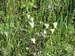 Viola etrusca