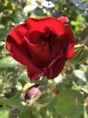 Rosa