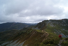 Quercus orocantabrica