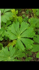 Podophyllum peltatum