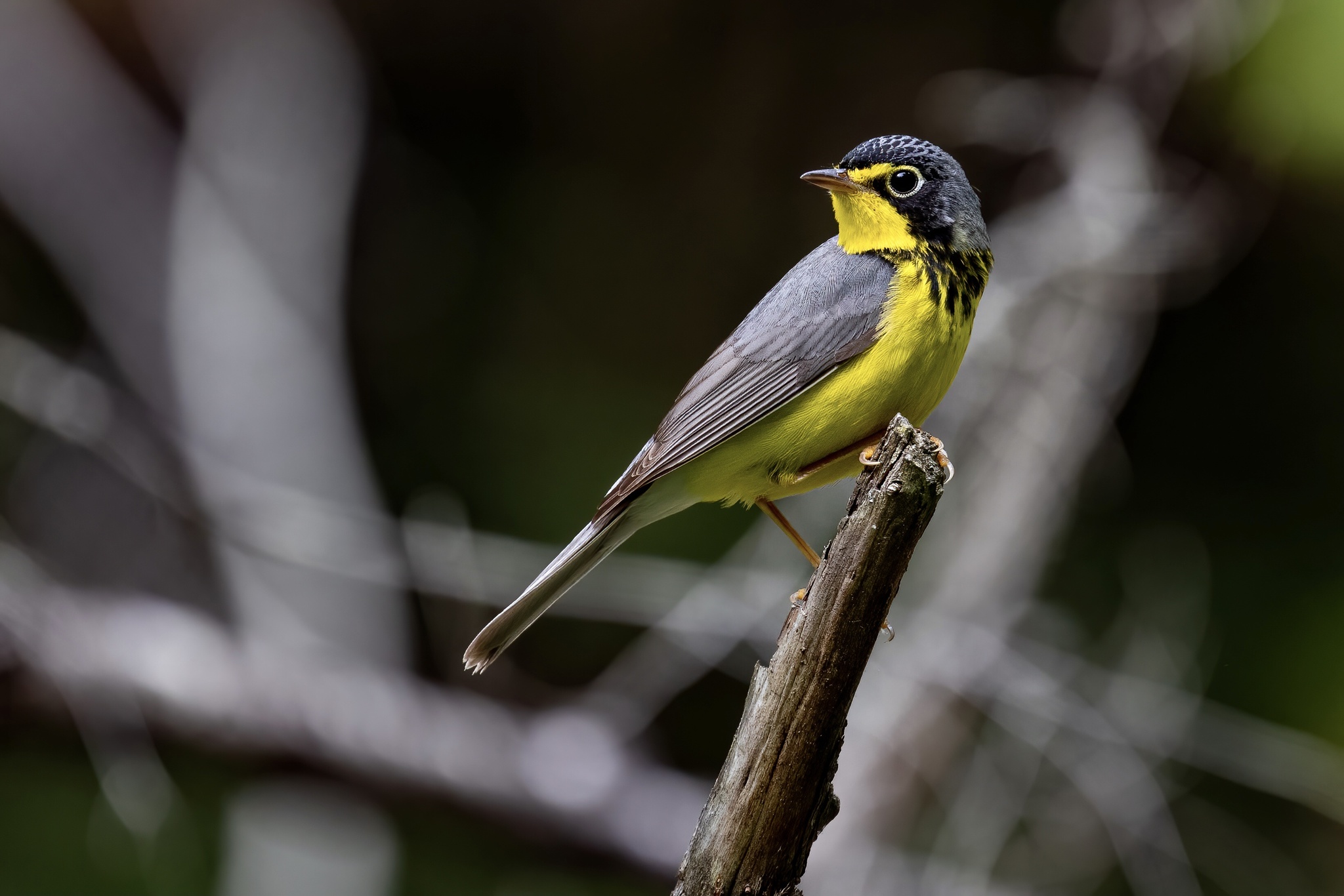 Canada Warbler (Cardellina canadensis)