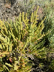 Arthrocaulon macrostachyum