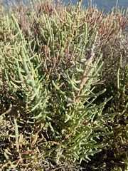 Arthrocaulon macrostachyum