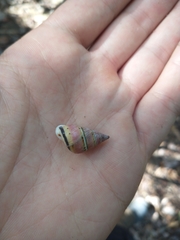 Leiostracus carnavalescus