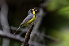 Canada Warbler photo 3