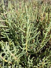 Arthrocaulon macrostachyum