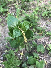Vincetoxicum rossicum