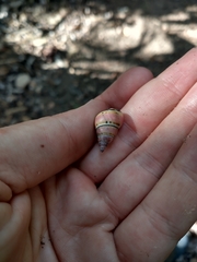 Leiostracus carnavalescus