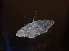 Idaea seriata