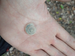 Rectartemon piquetensis