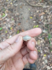 Rectartemon piquetensis