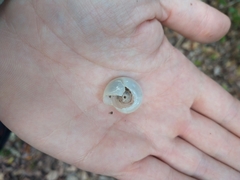 Rectartemon piquetensis