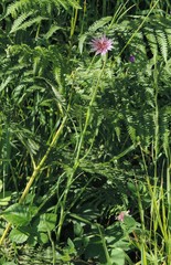 Tragopogon eriospermus