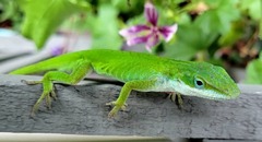 Anolis carolinensis