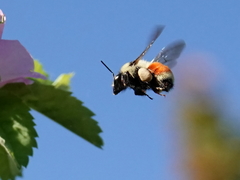 Bombus huntii