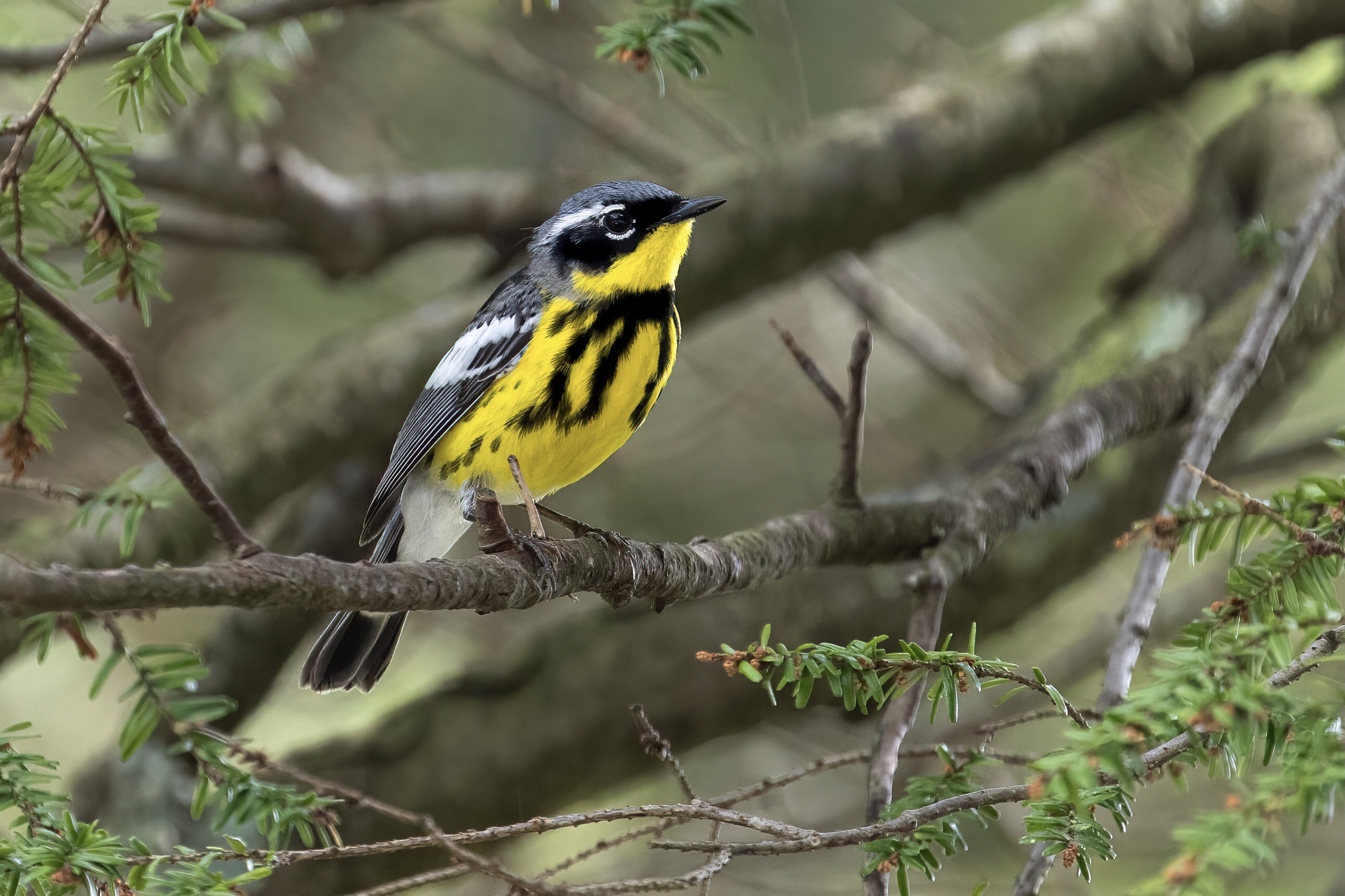 Magnolia Warbler (Setophaga magnolia)