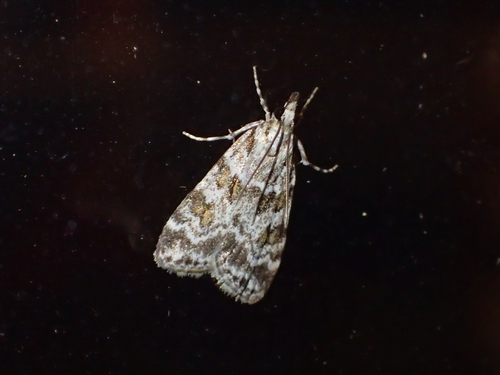 Scoparia pyralella