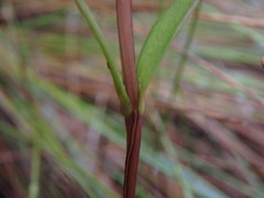 Gentianella corymbosa