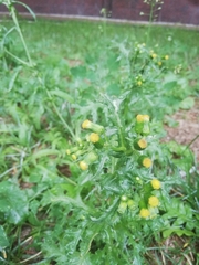 Senecio vulgaris