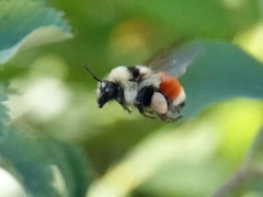 Bombus huntii
