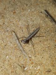 Geomantis larvoides