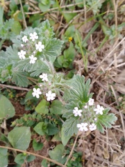 Glandularia quadrangulata