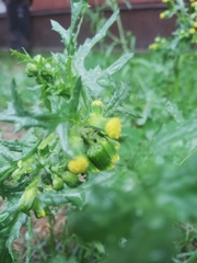Senecio vulgaris