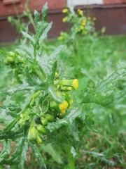 Senecio vulgaris