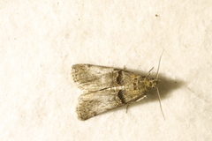 Trachonitis cristella