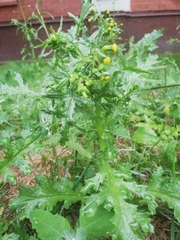 Senecio vulgaris
