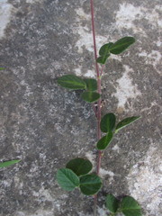 Desmodium molliculum