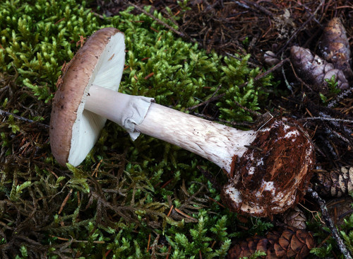 Grey-veiled Amanita