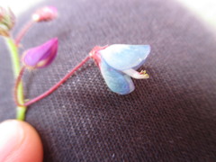 Desmodium molliculum