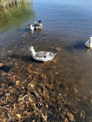 Anas platyrhynchos domesticus