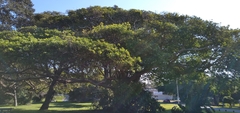 Ficus natalensis