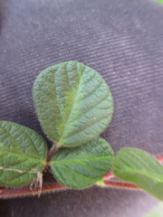 Desmodium molliculum