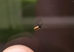 Phyllotreta armoraciae