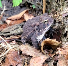Anaxyrus terrestris