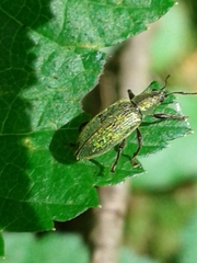 Phyllobius intrusus
