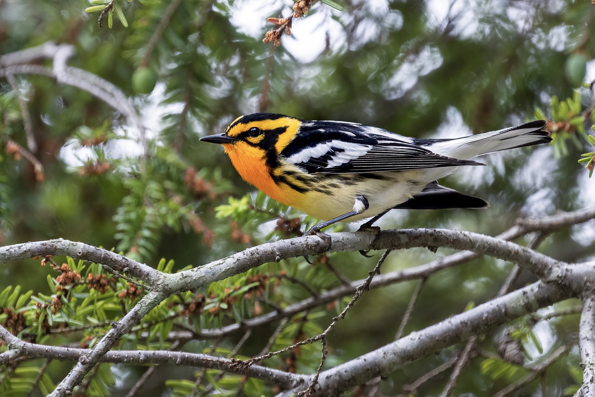 Blackburnian Warbler (Setophaga fusca)