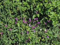 Viola etrusca