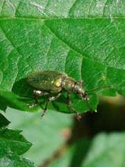 Phyllobius intrusus