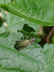 Phyllobius intrusus