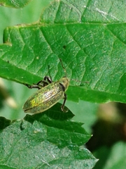 Phyllobius intrusus