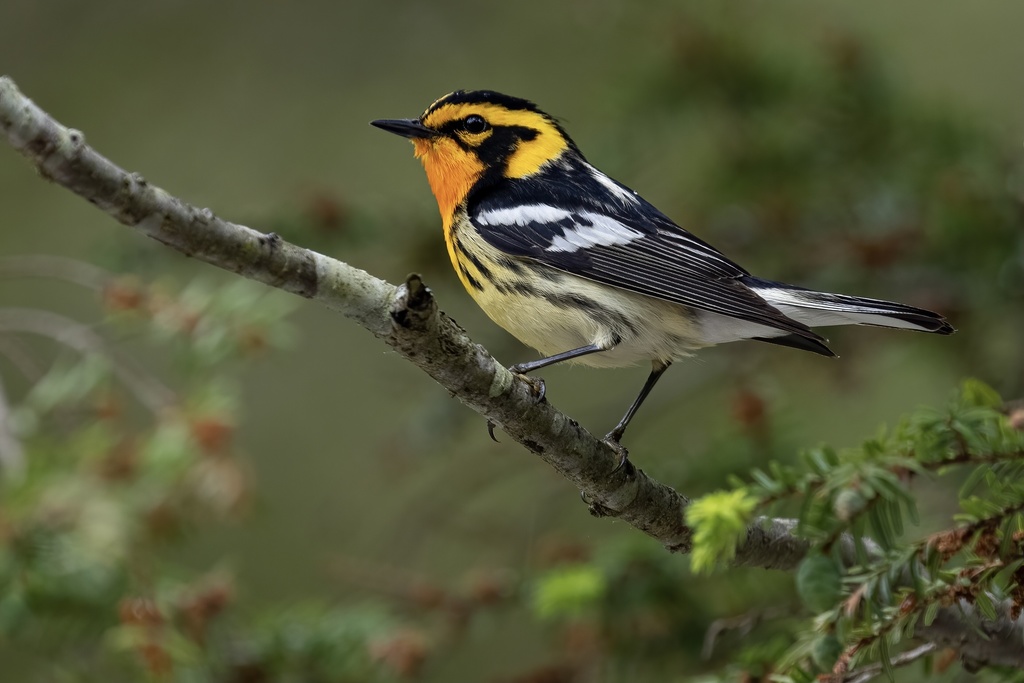 Firethroat (Calliope pectardens) photo