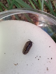Armadillidium
