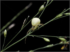 Ebrechtella pseudovatia