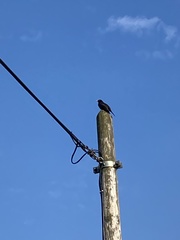 Turdus merula