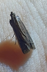 Euzophera verrucicola