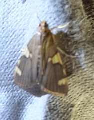 Rehimena phrynealis